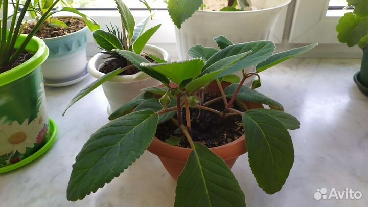 Глоксиния тидея