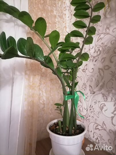 Замиокулькас