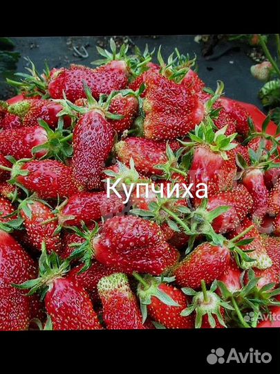 Рассада клубники