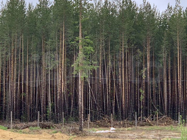 Участок 12 сот. (СНТ, ДНП)