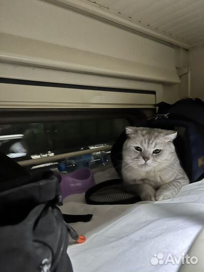 Отдам кота в добрые руки