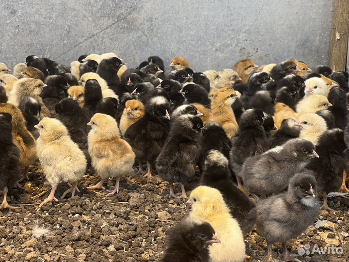 Цыплята, курочки