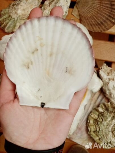 Морские ракушки раковины