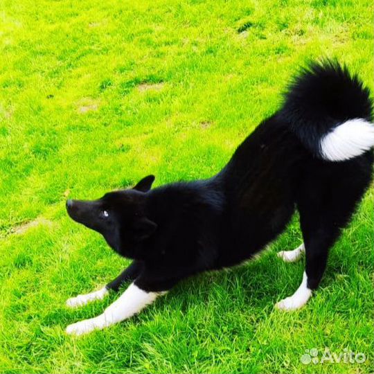 Почти лайка Джинни 1 год в дар