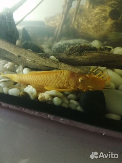 Сомики Анциструсов. Мальчики