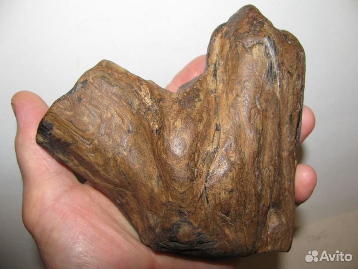 Окаменелое дерево (в коллекцию)