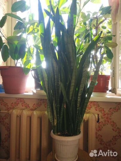 Сансевиерия крупная (