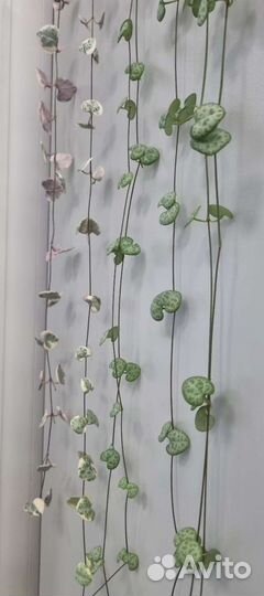 Крестовник роули