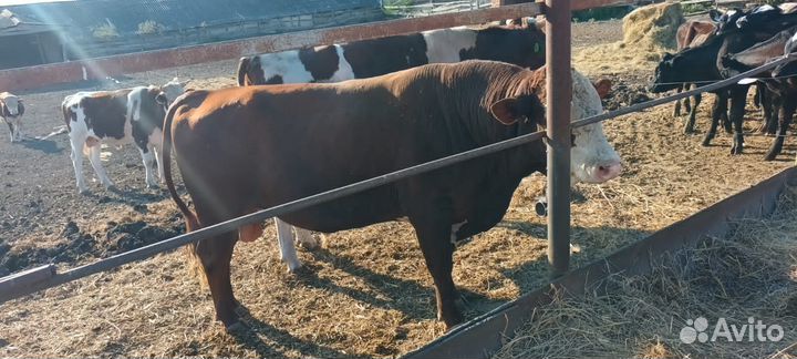 Бык на племя