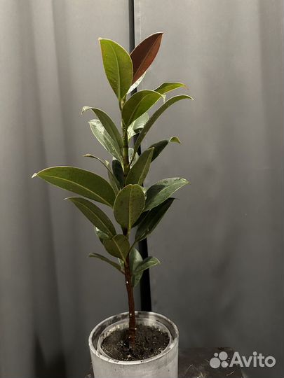 Фикус каучуконосный