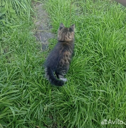 Котенок из деревни