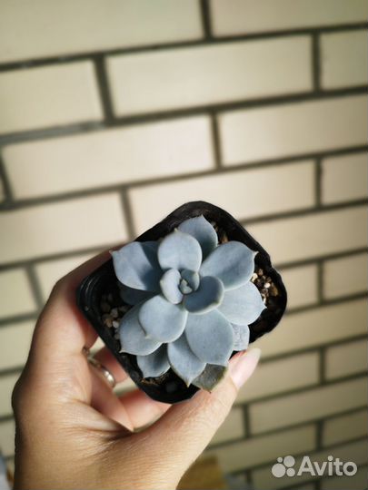 Суккуленты