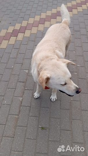 Собака в добрые руки