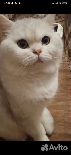 Девочка манчкин (лонг)