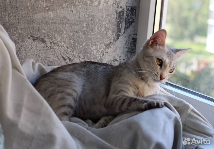 Шикарная кошка