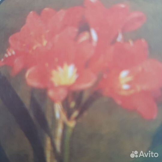 Комнатные цветы кливия