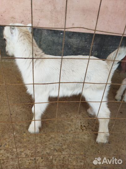 Козочки ламанча