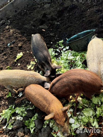 Поросята Венгерская мангалица