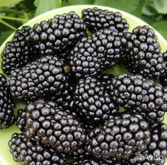 Саженцы голубики