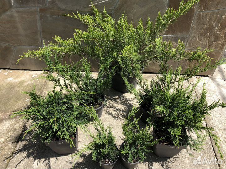 Минт джулеп