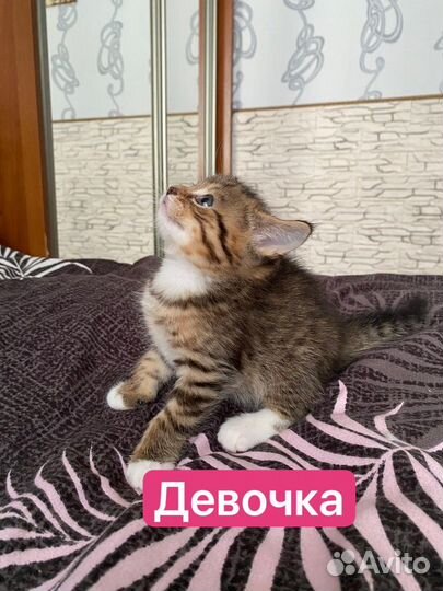 Котята мейн-кун