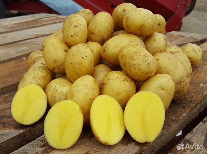 Семенной картофель Ред Леди/Родриго