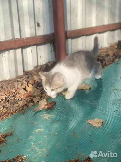 Котик в добрые руки