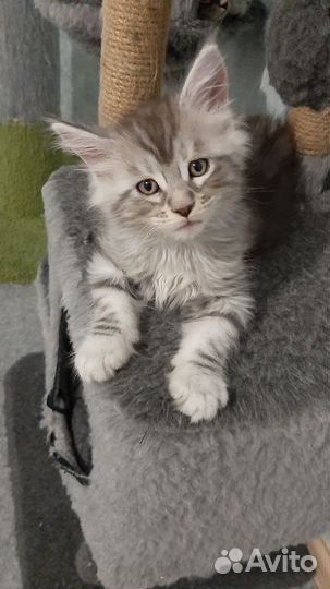 Котята мейн-кун