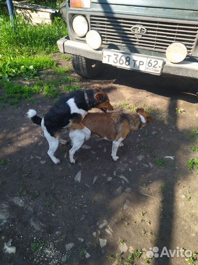 Щенки гладкошерстного фокстерьера