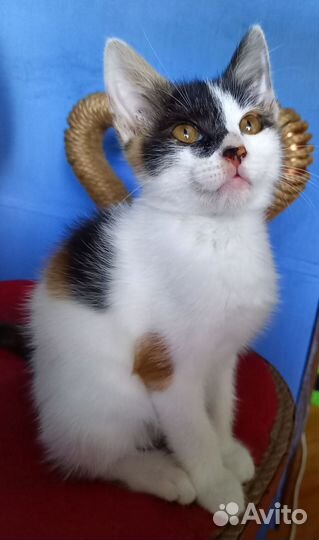 Карамелька в добрые руки