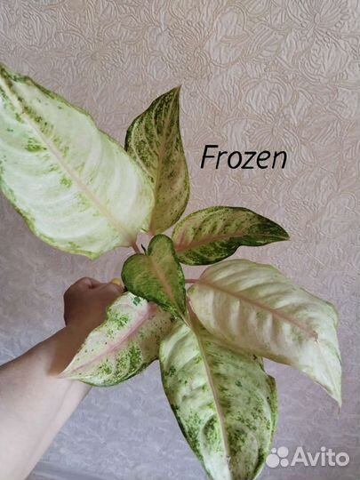 Аглаонемы сортовые, все по 1 экземпляру