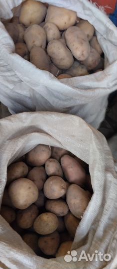 Продам картофель домашний