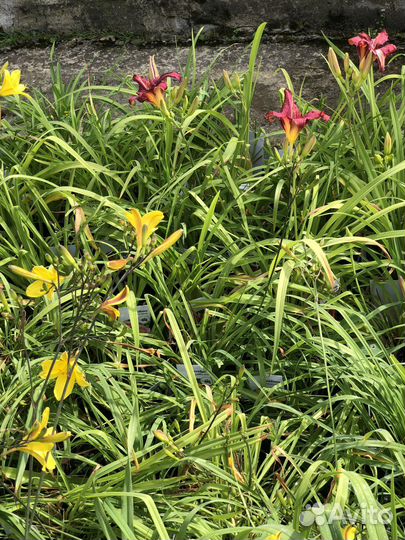 Лилейники сортовые лилейник