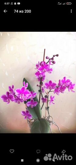 Орхидеи фаленопсисы разные