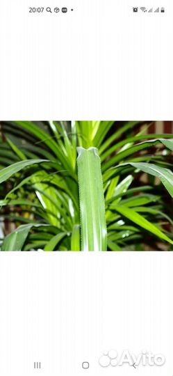 Пальма панданус