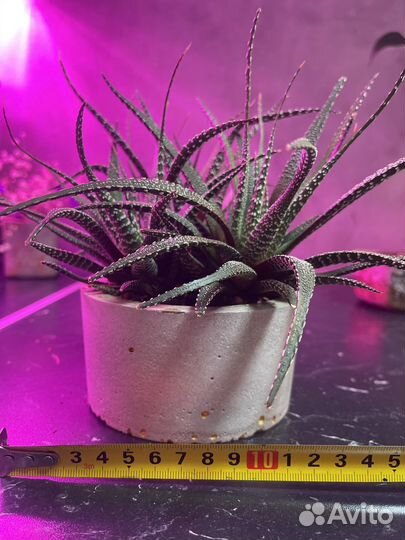 Кактус хавортия