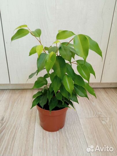 Фикус бенджамина Эстер