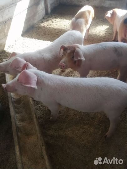 Продаю мясо свинины