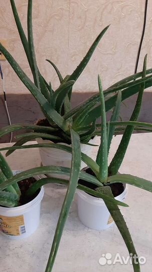 Поиск алоэ лечебный