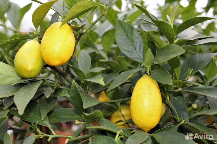 Лаймкват Юстис