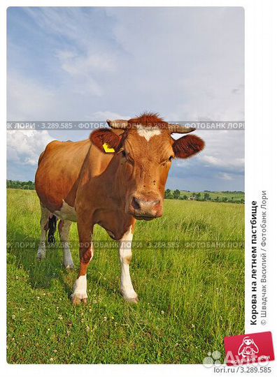 Продам стельную корову (6 лет) в п. Магнитка