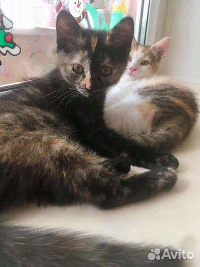 Красотки для самых лучших хозяев