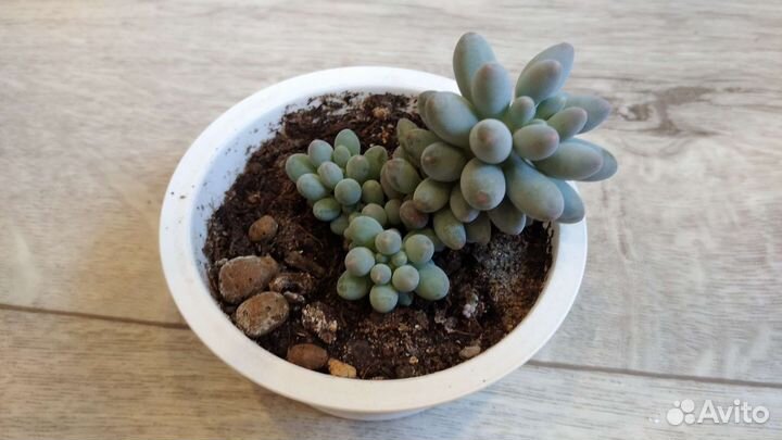 Суккуленты