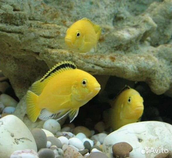 Продаются цихлиды