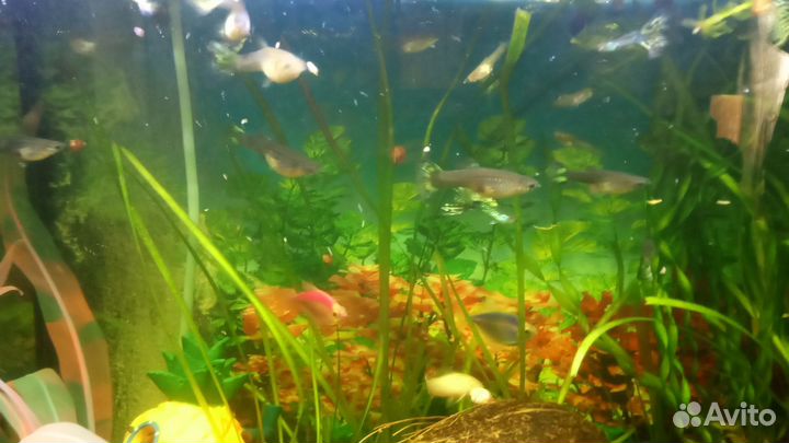 Аквариумные рыбки гуппи и улики