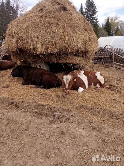 Быки на мясо