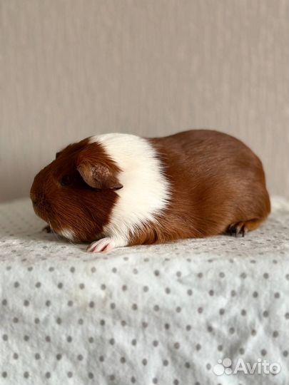 Морская свинка и вольер для морской свинки