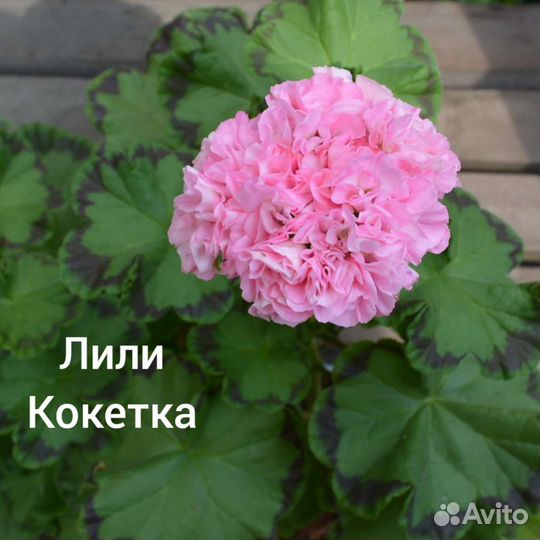 Пеларгония сортовая