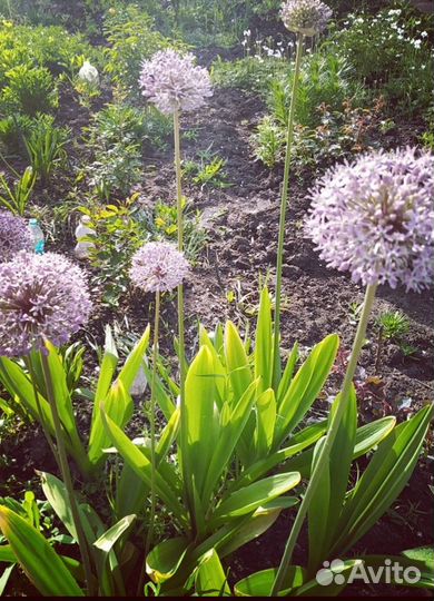 Лук декоративный