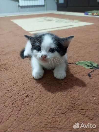 Отдам в добрые руки котят. Две девочки и мальчик